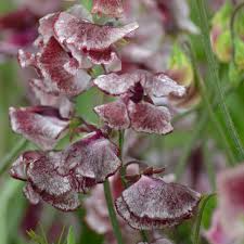 Wiltshire Ripple Sweet Pea Seeds – Maroon & White Striped Fragrant Blooms, Climbing Vines, Lathyrus odoratus, 50+ Seeds