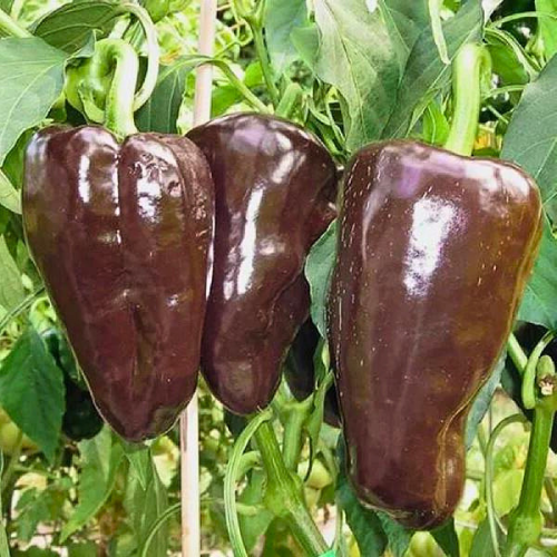 Mulato Isleno Poblano Pepper Seeds – Heirloom, Non-GMO, Mild & Sweet, 75 Days, Capsicum annuum, Mexican Cuisine, Container-Friendly
