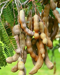 Sour Tamarind Tree Seedling | 2′-3′ Tall | Tamarindus indica | Tropical Fruit Tree for Garden & Orchard