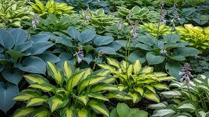 50 Hosta Seeds Mix - Perennial Shade Plant with Decorative Foliage, Hardy Garden Starter, Low Maintenance, Multiple Colors & Species