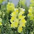 Candy Tops Yellow Snapdragon Seeds - Compact Bright Yellow Blooms, Pollinator-Friendly, 1000+ Seeds, Garden & Container Planting