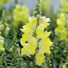 Candy Tops Yellow Snapdragon Seeds - Compact Bright Yellow Blooms, Pollinator-Friendly, 1000+ Seeds, Garden & Container Planting