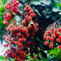Grafted Rambutan Tree 24-36 Inches, Exotic Fruit-Bearing Tree Nephelium lappaceum for Tropical Gardens