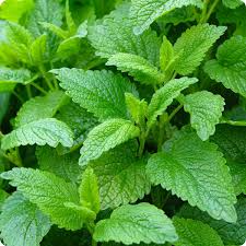 Lemon Balm Seeds 1000 Melissa officinalis Aromatic Herb for Teas, Cooking & Pollinator Gardens