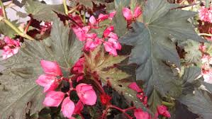 Tom Ment Begonia Seeds - 25+ Pack, Colorful Garden Planting, Begonia x tuberhybrida, Compact Bushy Growth, USA
