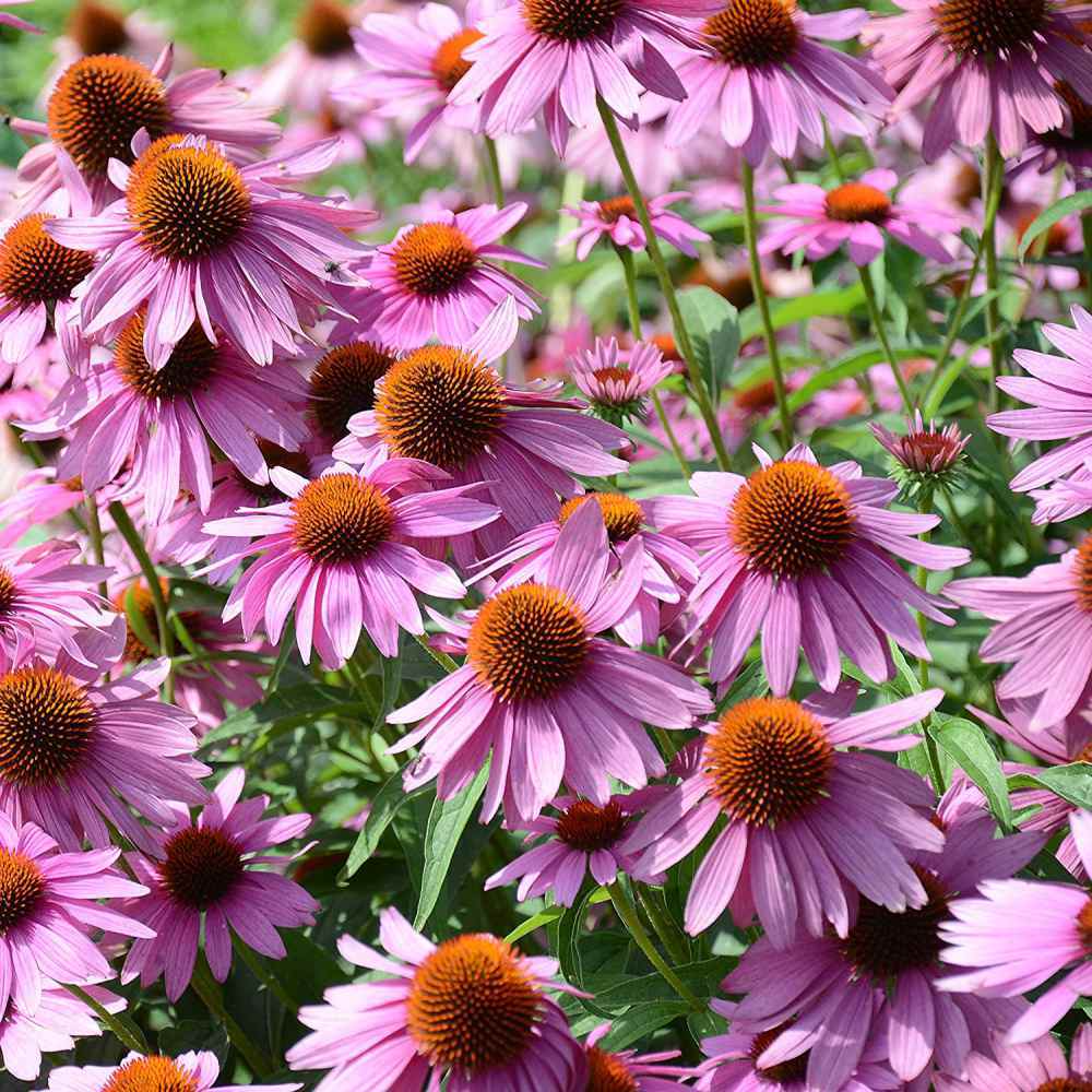 200+ Echinacea Seeds – Wildflower Mix for Garden, Pollinator-Friendly, Drought-Tolerant, Perennial, USA Wildflower Seeds