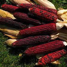 Bloody Butcher Corn Seeds – Heirloom Red Kernels for Flour & Decor – Zea mays, 10–12 ft Tall, Drought-Tolerant, Dual-Purpose