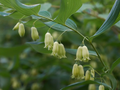 True Solomon's Seal Plants, Bare Root Perennials, Polygonatum biflorum, Shade-Loving Wildflowers, Woodland Garden