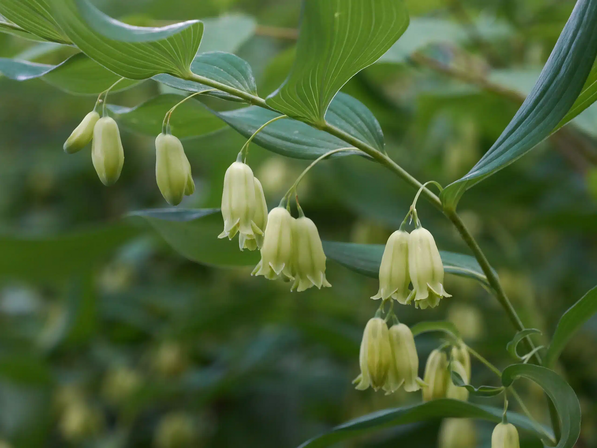 True Solomon's Seal Plants, Bare Root Perennials, Polygonatum biflorum, Shade-Loving Wildflowers, Woodland Garden
