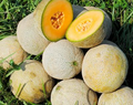 Edisto 47 Cantaloupe Seeds - Heirloom Non-GMO, Sweet Salmon Flesh, Disease Resistant, 3-5 lbs Fruit, Vining Melon Seeds, USDA Zones 2-10