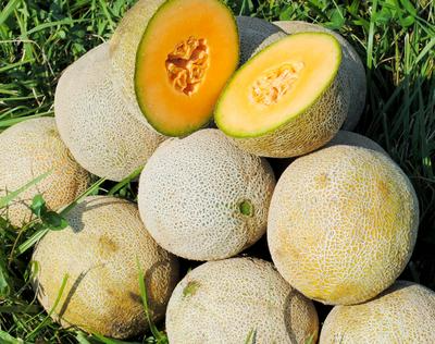 Edisto 47 Cantaloupe Seeds - Heirloom Non-GMO, Sweet Salmon Flesh, Disease Resistant, 3-5 lbs Fruit, Vining Melon Seeds, USDA Zones 2-10