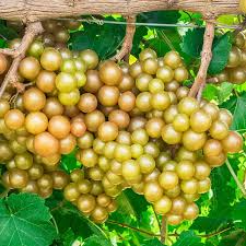 Scuppernong Grape Seeds 5 Pack | Vitis rotundifolia | Edible, High-Yield Muscadine Grapes for Growing