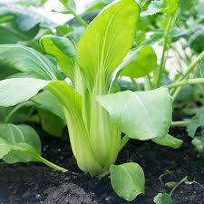 Pak Choi Bok Choi Taisai Seeds - Brassica rapa Heirloom Asian Green for Gardening & Culinary Use