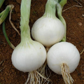 White Sweet Spanish Onion Seeds - Allium cepa, Large Mild Bulbs for Cooking & Salads, 200 Seeds
