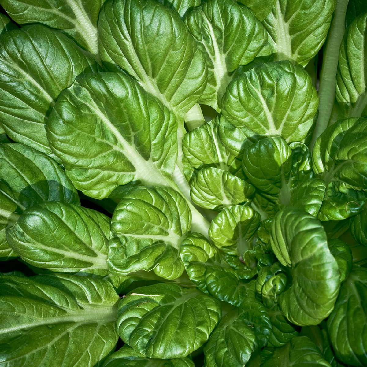 Pak Choi Tatsoi Seeds 500mg - Heirloom Non-GMO Asian Greens for Stir-Fries & Salads - Fast-Growing Leafy Vegetable Brassica rapa