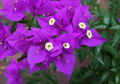 Violet Bougainvillea Starter Plant - Well-Rooted, Flowering, Drought-Tolerant, Climbing, Garden, Patio, Container, Scientific Name: Bougainvillea glabra