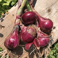 Onion Seeds Southport Red Globe 250mg Allium cepa Heirloom Red Onion for Planting & Culinary Use