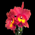 Cattleya Rlc Magician Red Orchid Plant | Live Tropical Seedling in 2B23 Pot | Vibrant Red Blooms for Indoor & Outdoor Gardens