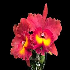 Cattleya Rlc Magician Red Orchid Plant | Live Tropical Seedling in 2B23 Pot | Vibrant Red Blooms for Indoor & Outdoor Gardens