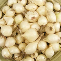 White Onion Sets – Non-GMO, White Ebenezer, Vegetable Bulbs, Easy to Grow, Storage-Friendly, 8 oz. (40-60 Bulbs)