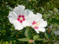 Set of 10 Unrooted Rose of Sharon Cuttings - Hibiscus syriacus White & Purple Flowering Shrubs for Propagation