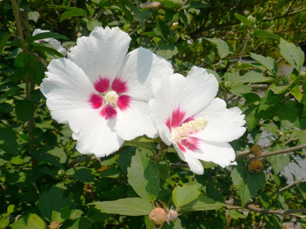 Set of 10 Unrooted Rose of Sharon Cuttings - Hibiscus syriacus White & Purple Flowering Shrubs for Propagation