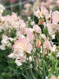 Kiera Madeline Sweet Pea Seeds – Cream & Raspberry Bicolor Climbing Vine for Bouquets, Trellises, Cottage Gardens, Arches – Lathyrus odoratus
