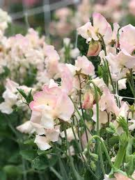 Kiera Madeline Sweet Pea Seeds – Cream & Raspberry Bicolor Climbing Vine for Bouquets, Trellises, Cottage Gardens, Arches – Lathyrus odoratus