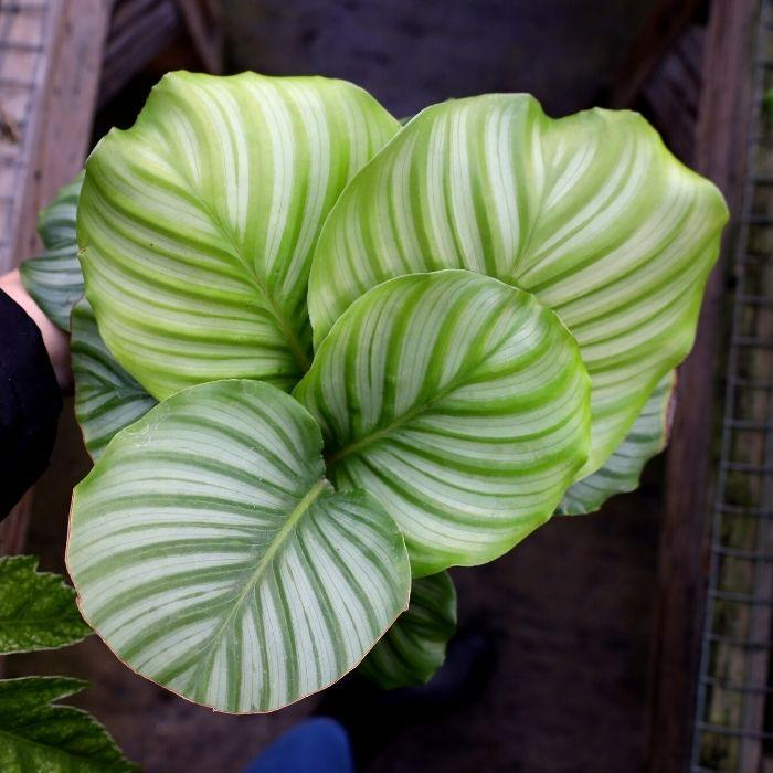 Calathea Orbifolia Seedling – 4-8” Tropical Indoor Houseplant with Silvery-Green Foliage, Ornamental Calathea Starter Plant