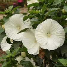 Dwarf White Rose Mallow Seeds | Hibiscus moscheutos | Compact Hardy Perennial for Small Gardens & Containers