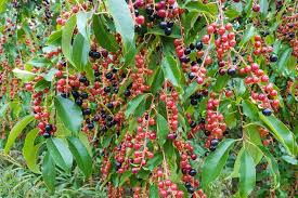 Black Cherry Tree Seeds, Prunus serotina, Fast-Growing Deciduous Tree for Zones 3-9, Fall Color, Bird-Friendly, Native Tree Seeds
