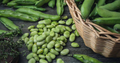 Fava Bean Seeds 5-Pack | Vicia faba Heirloom Legume for Planting & Culinary Use | Nutritious, Versatile Gardening Seed