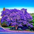 Jacaranda Fern Tree Seeds – Blue Flowers, Fast-Growing Tropical Tree, Jacaranda mimosifolia, Ornamental Landscaping Seeds