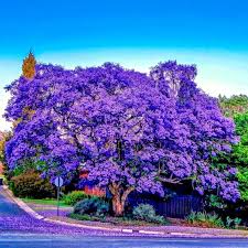 Jacaranda Fern Tree Seeds – Blue Flowers, Fast-Growing Tropical Tree, Jacaranda mimosifolia, Ornamental Landscaping Seeds