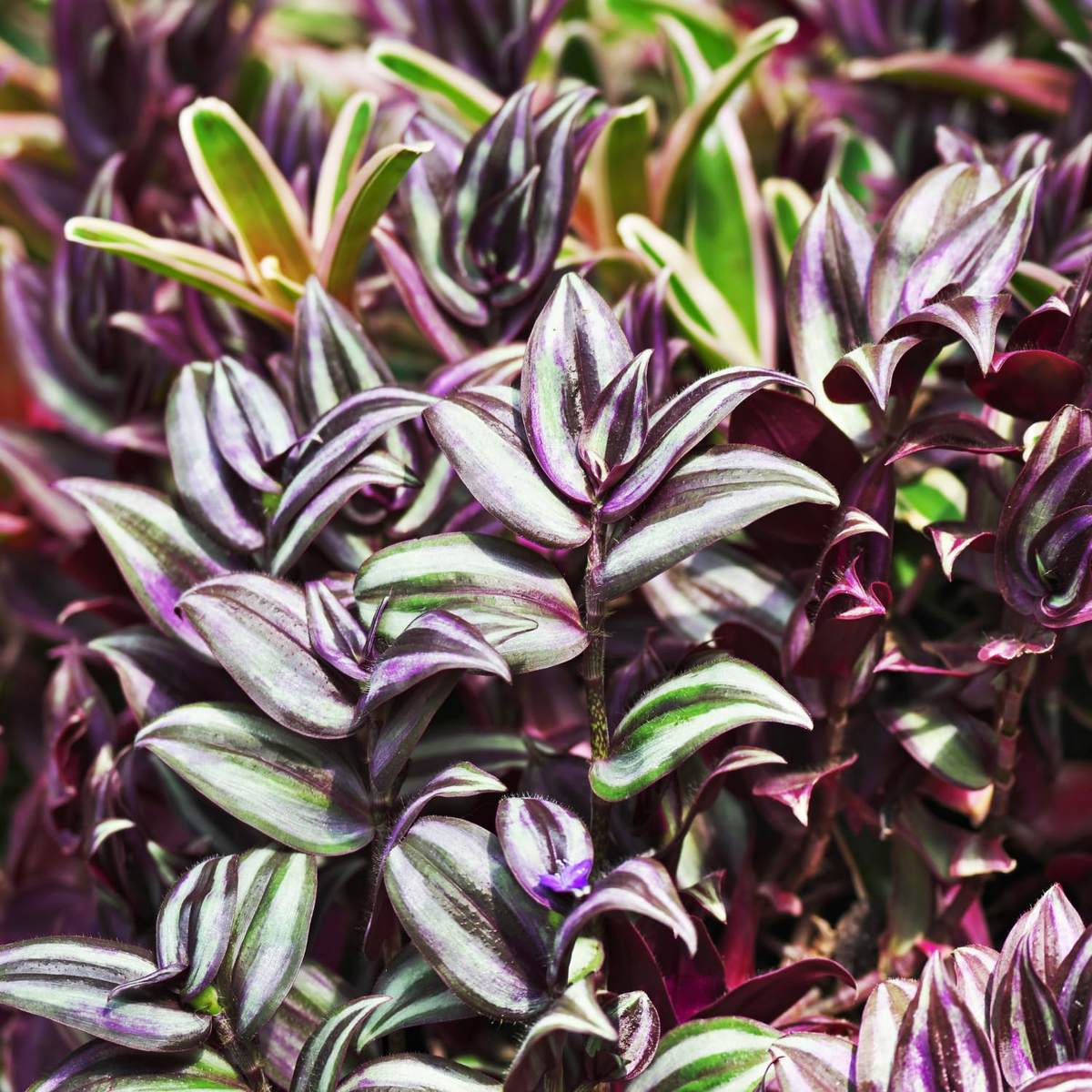 Wandering Jew Unrooted Cuttings – Tradescantia zebrina – 5+ Inch Houseplant, Trailing, Purple Green Silver Foliage