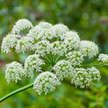 Heracleum Maximum Seeds | Cow Parsnip Native Wildflower | Tall White Blooms | Pollinator-Friendly Perennial for Gardens