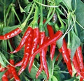 Thai Hot Pepper Seeds | Heirloom Non-GMO | 50,000-100,000 Scoville | Compact 12-18" | Capsicum annuum