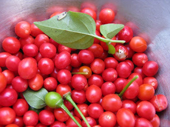 Chiltepin Hot Pepper Seeds – 250mg Heirloom, Tiny Fiery Chili, High Yield, Drought Tolerant, Container Garden, Capsicum annuum