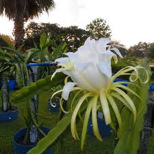 Rooted Cosmic Charlie Dragon Fruit Cuttings | 4-8 Inches | Variegated Hylocereus Undatus | Ready to Plant