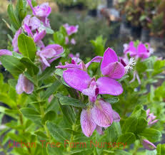 Polygala Myrtifolia Milkwort Live Cuttings – 7 Evergreen Shrubs, Fast Growing Perennial, Pink & Purple Blooms, Drought Tolerant, Garden Plant
