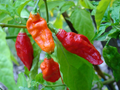 Ghost Pepper Seeds, Bhut Jolokia, Fiery Hot Chili Pepper for Spicy Gardens, Capsicum chinense, 10 Seeds