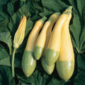 Zephyr Squash Seeds 25+ | Summer Vegetable Seeds | Cucurbita pepo | Easy to Grow, USA Grown, Bush Type