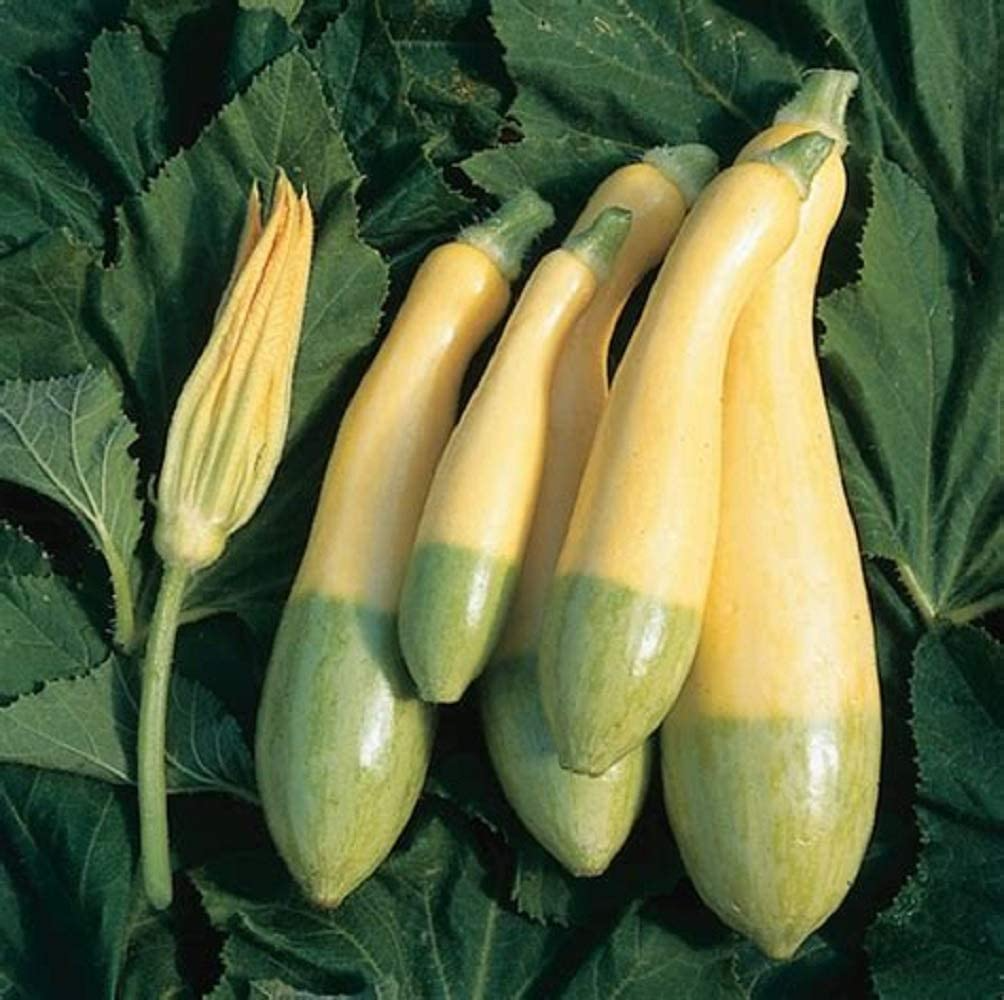 Zephyr Squash Seeds 25+ | Summer Vegetable Seeds | Cucurbita pepo | Easy to Grow, USA Grown, Bush Type