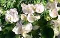 Vera White Bougainvillea Starter Plant, Evergreen Vine or Shrub, White Blooms, Well-Rooted Plug, USDA Zones 7+
