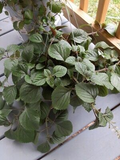 Purple Swedish Ivy Cuttings - 4-6 Inch Indoor/Porch Plant - Millionaria, Planta del Dinero Morada, Easy Care, Shade-Loving Houseplant
