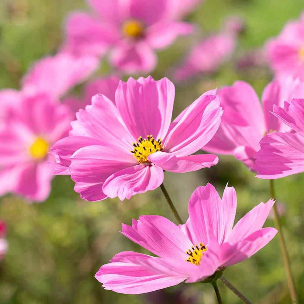 200 Seeds Cosmos Gloria (Cosmos bipinnatus) Bright Pink Blooms Pollinator-Friendly Annual Flower Seeds