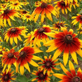 2500 Seeds Daisy Gloriosa Rudbeckia hirta - Vibrant Yellow-Orange Blooms, Pollinator-Friendly, Drought-Tolerant Flower Seeds