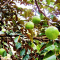 White Star Apple Tree Starter Plant 12-24" Tropical Fruit Caimito Chrysophyllum cainito Seedling