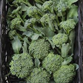 Broccoli Seeds - Waltham 29 Heirloom Non-GMO, High-Yield, Sweet Florets for Gardening & Fresh Eating