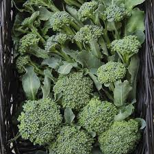 Broccoli Seeds - Waltham 29 Heirloom Non-GMO, High-Yield, Sweet Florets for Gardening & Fresh Eating